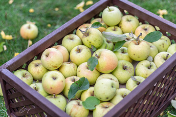 Ripe apples in the wooden boxes. Organic fruit harvesting in the autumn orchard garden. Close-up.