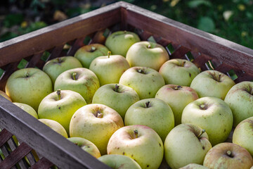 Ripe apples in the wooden boxes. Organic fruit harvesting in the autumn orchard garden. Close-up.