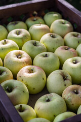 Ripe apples in the wooden boxes close-up.