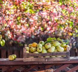 Ripe apples in the wooden boxes. Colorful blurred autumn foliage at the background.