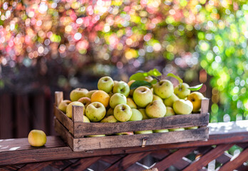 Ripe apples in the wooden boxes. Colorful blurred autumn foliage at the background.