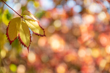 Beautiful yellow autumn leaf with red edge and blurred colorful foliage at the background.