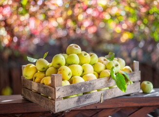 Ripe apples in the wooden boxes. Colorful blurred autumn foliage at the background.