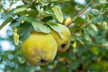 Ripe golden yellow quince fruit on the tree between green foliage.