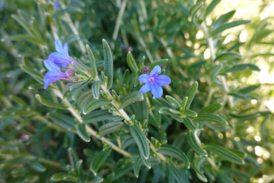Glandora diffusa called Heavenly Blue. Common name is Purple Gromwell.