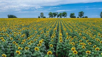Panoramic view of sunflower field and blue sky at the background.  Sunflower heads on the foreground close up.