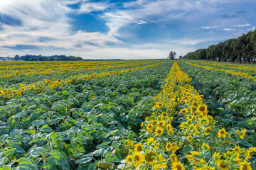 Panoramic view of sunflower field and blue sky at the background.  Sunflower heads on the foreground close up.