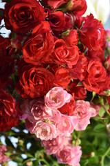 bouquet of red and pink  roses
