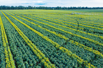 Panoramic view of sunflower field.  Top view of sunflower heads. Picture is taken by drone.