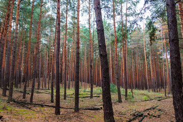 View of a pine forest at autumn