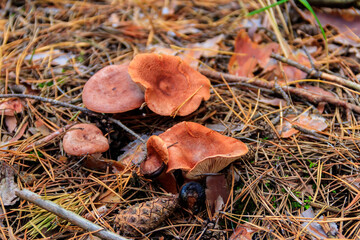 Saffron Milkcap or pine mushrooms (Lactarius deliciosus) in pine forest at autumn