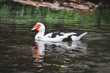 white duck swimming in the water