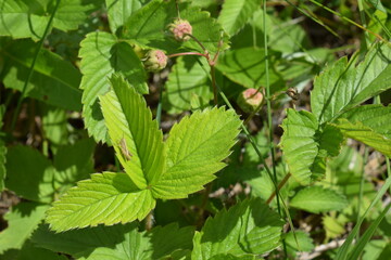 Summer. Grass. Grasshopper