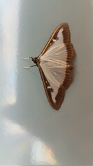 boxwood moth 