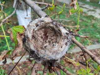 Empty bird's nest on the tree