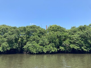 Fototapeta na wymiar Rio Capibaribe e seus manguezais