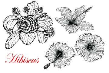 Hibiscus flower. Set with leaves and open flowers. Hand drawn. Black and white sketch. Isolated .white background. Engraving. For tattoos, packaging, food labels