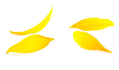 Front view of sunflower petals isolated on a white background. Fresh yellow petals.