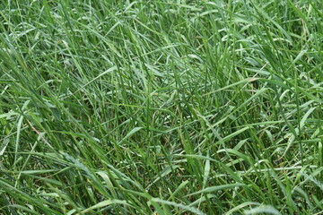 Texture. Grass