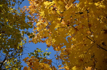autumn leaves in the sky