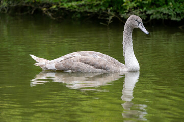 Juvenile mute swan cygnet