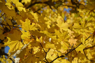 Obraz na płótnie Canvas yellow maple leaves