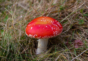 a close-up with a mushroom Amanita muscaria in the grass