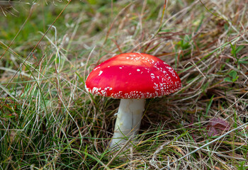 a close-up with a mushroom Amanita muscaria in the grass