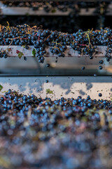 Selección de uvas para vino 
