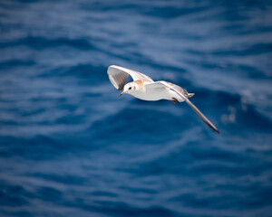 seagull in flight