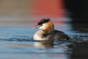 Great crested grebe (Podiceps cristatus) taking a bath in natural habitat with water splashes around.

Photographed in the Netherlands.