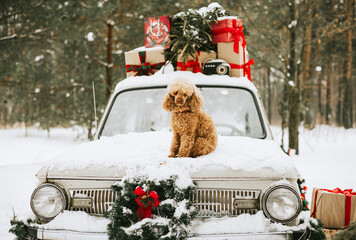 poodle dog sit on retro car decorated for Christmas with gifts among the winter forest, concept of Christmas, New Year celebration and winter holidays - obrazy, fototapety, plakaty