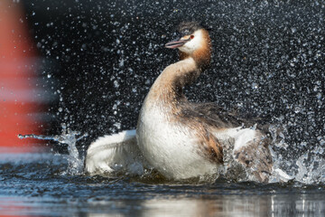 Great crested grebe (Podiceps cristatus) taking a bath in natural habitat with water splashes around.

Photographed in the Netherlands.