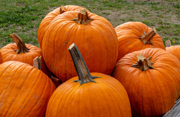 Pumpkins