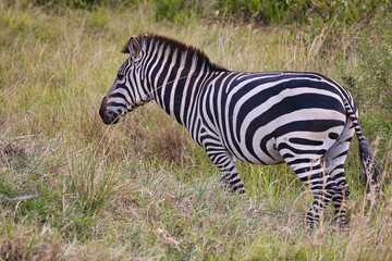 Fototapeta na wymiar The plains zebra, Equus quagga, with its broad black stripes stands in the high grass of the Masai Mara