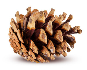 Brown pine cone on white background with clipping pass