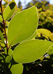 green leaves of a plant in the garden