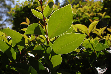 green leaves of a plant in the garden