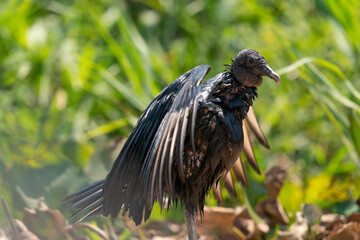 Naklejka premium The black vulture (Coragyps atratus)