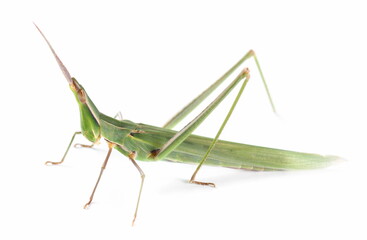 Green grasshopper Acrida ungarica, Cone-headed or Nosed grasshopper and Mediterranean slant-faced isolated on white background, macro