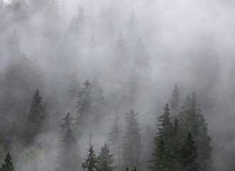 Fototapeta na wymiar a beautiful foggy landscape on the slope of the mountain with pine forest