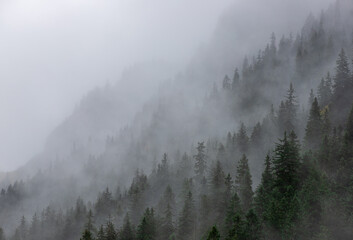 landscape with the silhouettes of trees on a mountainous slope in the fog