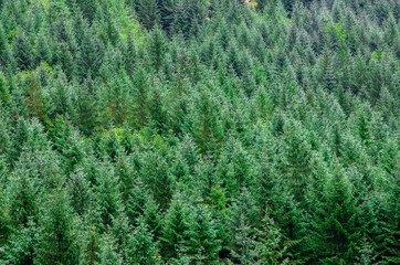 fir forest seen from above	