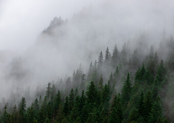 fog in a pine forest seen from above