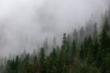foggy landscape on a mountain slope