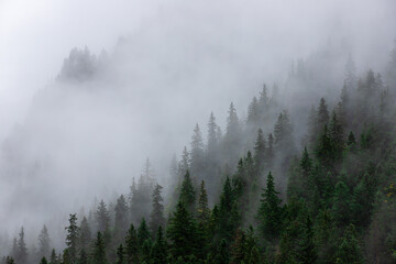 a beautiful foggy landscape on the slope of the mountain with pine forest