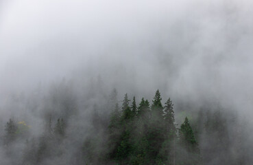 Fototapeta na wymiar Landscape with fog over the forest