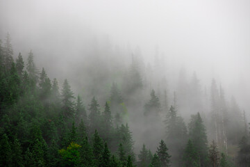 Fototapeta premium a beautiful foggy landscape on the slope of the mountain with pine forest