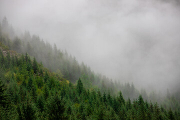 foggy landscape on a mountain slope
