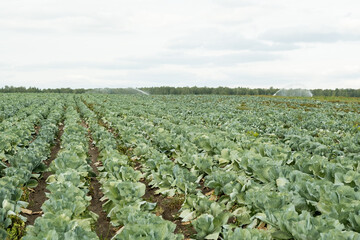 Fototapeta na wymiar Long rows of green cabbages growing in the field with cloudy sky above